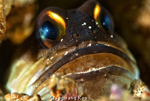 Jaw fish with eggs by Jagwang Koo 
